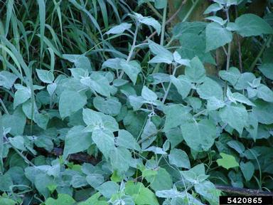 Peruvian groundcherry, Physalis peruviana  (Solanales: Solanaceae) - 5420865