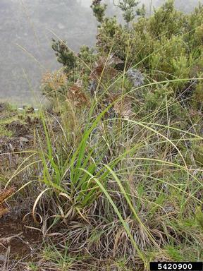 purple pampasgrass, Cortaderia jubata  (Cyperales: Poaceae) - 5420900