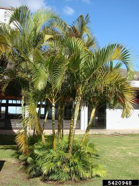yellow butterfly palm, Dypsis lutescens  (Arecales: Arecaceae) - 5420948