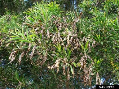 small Philippine acacia, Acacia confusa  (Fabales: Fabaceae (Leguminosae)) - 5420973