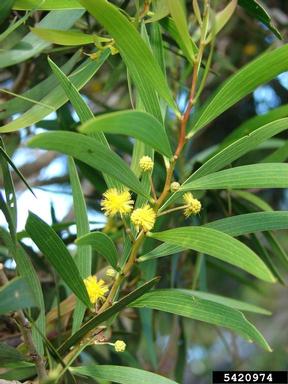 small Philippine acacia, Acacia confusa  (Fabales: Fabaceae (Leguminosae)) - 5420974