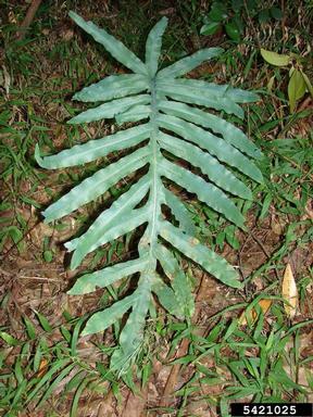 golden polypody, Phlebodium aureum  (Polypodiales: Polypodiaceae) - 5421025