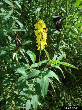 West Indian rattlebox, Crotalaria trichotoma  (Fabales: Fabaceae (Leguminosae)) - 5421052