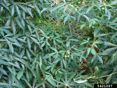 tapioca, Manihot esculenta  (Euphorbiales: Euphorbiaceae) - 5421067