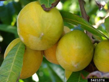 canistel, Pouteria campechiana  (Ebenales: Sapotaceae) - 5421076