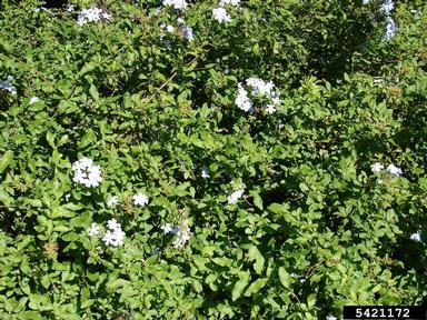 wild leadwort, Plumbago zeylanica  (Plumbaginales: Plumbaginaceae) - 5421172