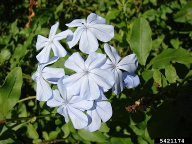 wild leadwort, Plumbago zeylanica  (Plumbaginales: Plumbaginaceae) - 5421174