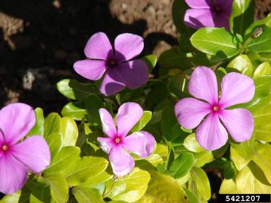 Madagascar periwinkle, Catharanthus roseus  (Gentianales: Apocynaceae) - 5421207
