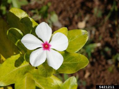 Madagascar periwinkle, Catharanthus roseus  (Gentianales: Apocynaceae) - 5421211