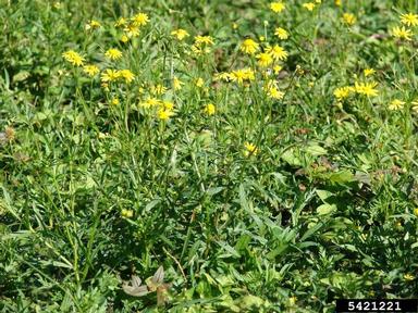 Madagascar ragwort, Senecio madagascariensis  (Asterales: Asteraceae) - 5421221