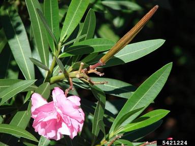 oleander, Nerium oleander  (Gentianales: Apocynaceae) - 5421224