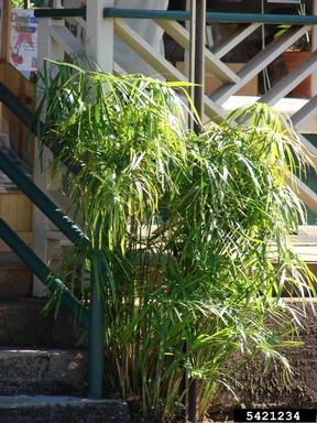 umbrella plant, Cyperus involucratus  (Cyperales: Cyperaceae) - 5421234