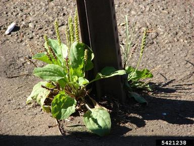 broadleaf plantain, Plantago major  (Plantaginales: Plantaginaceae) - 5421238