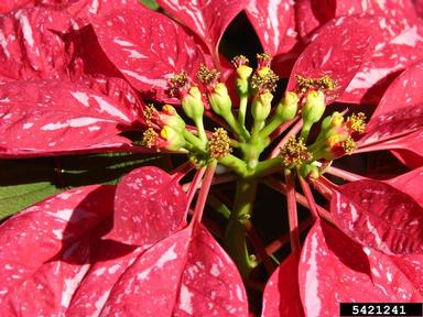 poinsettia, Euphorbia pulcherrima  (Euphorbiales: Euphorbiaceae) - 5421241