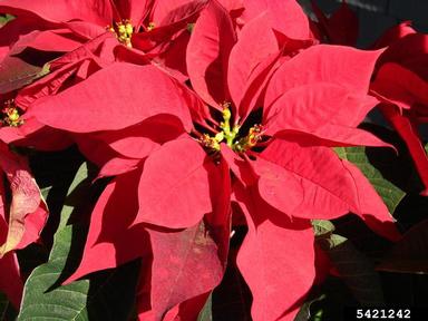 poinsettia, Euphorbia pulcherrima  (Euphorbiales: Euphorbiaceae) - 5421242