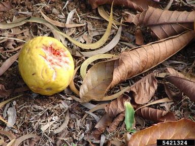 guava, Psidium guajava  (Myrtales: Myrtaceae) - 5421324