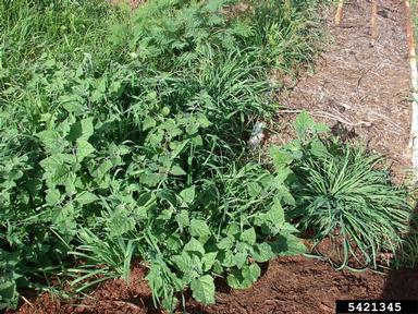 Peruvian groundcherry, Physalis peruviana  (Solanales: Solanaceae) - 5421345