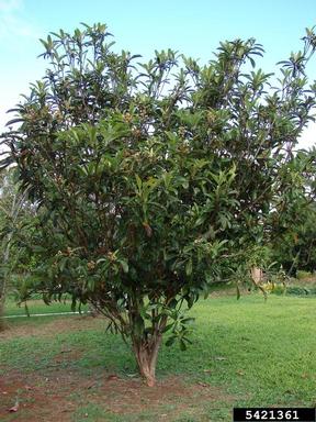 loquat, Eriobotrya japonica  (Rosales: Rosaceae) - 5421361