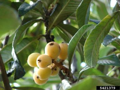 loquat, Eriobotrya japonica  (Rosales: Rosaceae) - 5421379