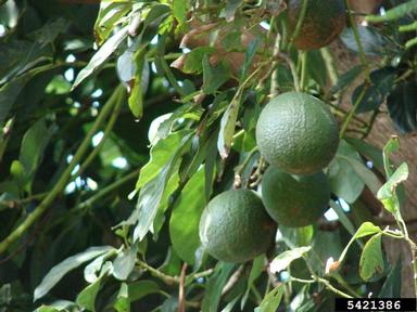 avocado, Persea americana  (Laurales: Lauraceae) - 5421386
