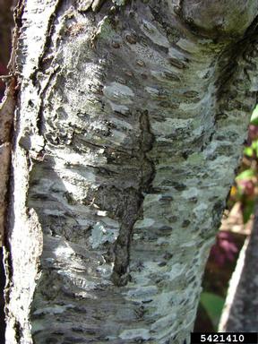 peach, Prunus persica  (Rosales: Rosaceae) - 5421410