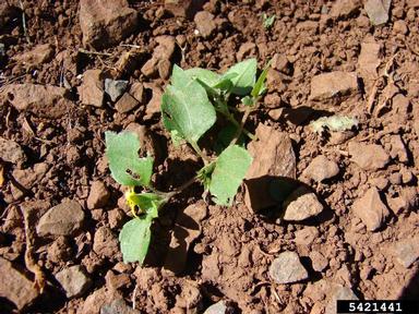sprawling horseweed, Calyptocarpus vialis  (Asterales: Asteraceae) - 5421441