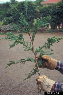 eastern arborvitae, Thuja occidentalis  (Pinales: Cupressaceae) - 5421454