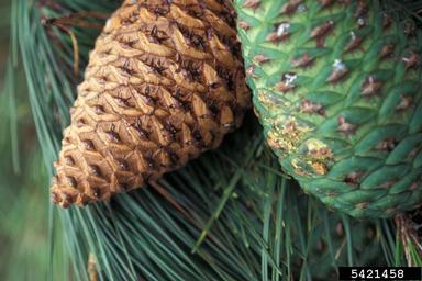 Monterey pine, Pinus radiata  (Pinales: Pinaceae) - 5421458