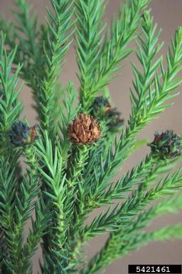 Japanese cedar, Cryptomeria japonica  (Pinales: Taxodiaceae) - 5421461