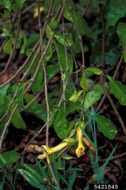 catclaw-vine, Macfadyena unguis-cati  (Scrophulariales: Bignoniaceae) - 5421545