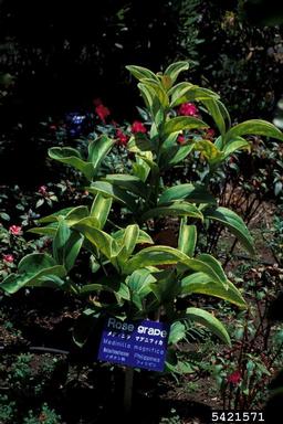 showy medinilla, Medinilla magnifica  (Myrtales: Melastomataceae) - 5421571