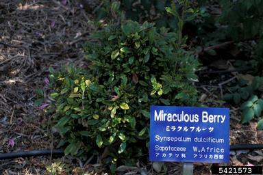 miraculous berry, Synsepalum dulcificum  (Ebenales: Sapotaceae) - 5421573