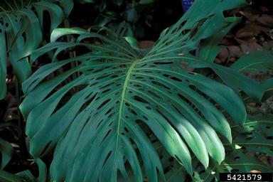 tarovine, Monstera deliciosa  (Arales: Araceae) - 5421579