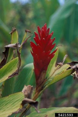 red ginger, Alpinia purpurata  (Zingiberales: Zingiberaceae) - 5421593