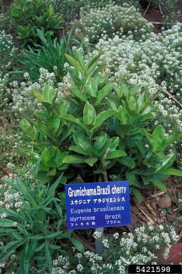 grumichama, Eugenia brasiliensis  (Myrtales: Myrtaceae) - 5421598
