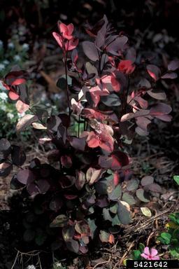 snowbush, Breynia disticha  (Euphorbiales: Euphorbiaceae) - 5421642