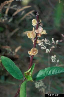peach, Prunus persica  (Rosales: Rosaceae) - 5421671