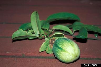 golden bellapple, Passiflora laurifolia  (Violales: Passifloraceae) - 5421685