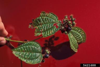soapbush, Clidemia hirta  (Myrtales: Melastomataceae) - 5421688