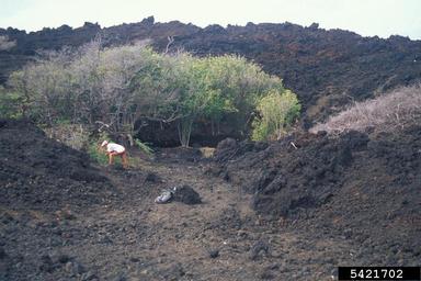 portia tree, Thespesia populnea  (Malvales: Malvaceae) - 5421702