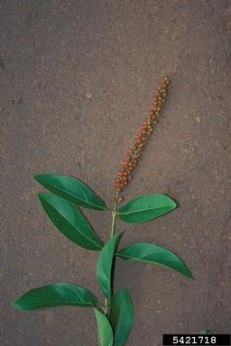 juniper berry, Citharexylum caudatum  (Lamiales: Verbenaceae) - 5421718