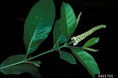 juniper berry, Citharexylum caudatum  (Lamiales: Verbenaceae) - 5421720