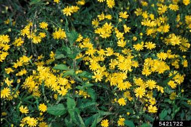 Madagascar ragwort, Senecio madagascariensis  (Asterales: Asteraceae) - 5421722