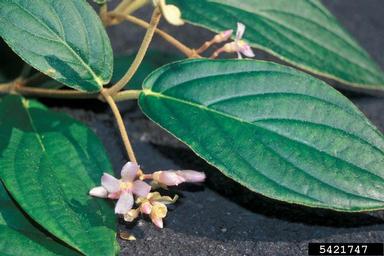 holdtight, Medinilla venosa  (Myrtales: Melastomataceae) - 5421747
