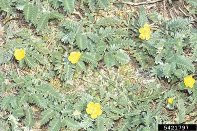 Jamaica feverplant, Tribulus cistoides  (Sapindales: Zygophyllaceae) - 5421797
