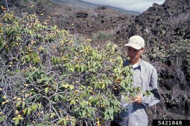 lama, Diospyros sandwicensis  (Ebenales: Ebenaceae) - 5421848