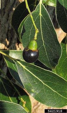 camphortree, Cinnamomum camphora  (Laurales: Lauraceae) - 5421918