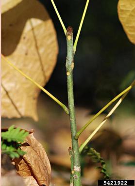 Chinese parasoltree, Firmiana simplex  (Malvales: Sterculiaceae) - 5421922