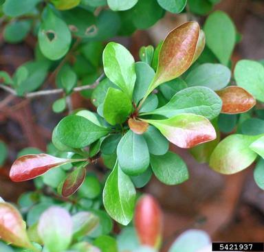 Japanese barberry, Berberis thunbergii  (Ranunculales: Berberidaceae) - 5421937