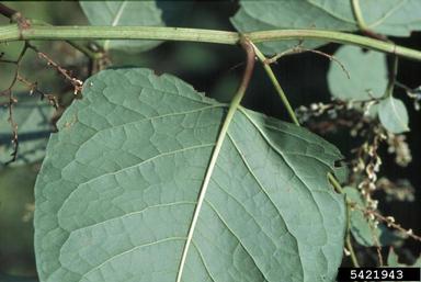 Japanese knotweed, Fallopia japonica  (Polygonales: Polygonaceae) - 5421943